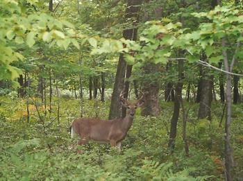 Eagle Village 3* Bushkill